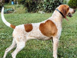 American english coonhound